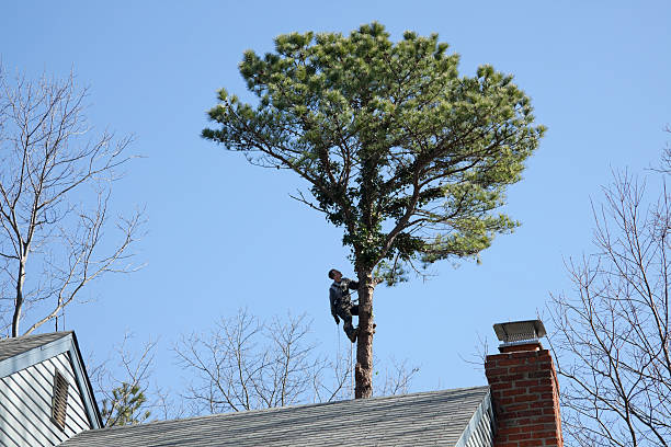 Best Storm Damage Tree Cleanup  in Lakehurst, NJ